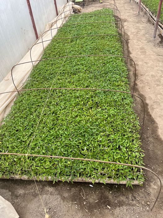 Разсад домати розова магия