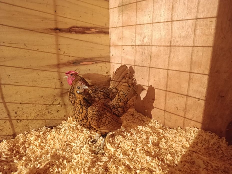 Сибрайт золотистый