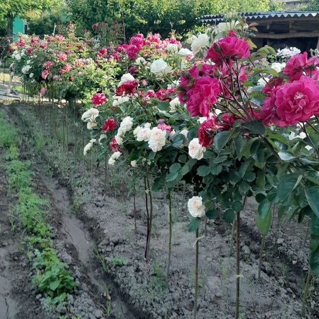 Sifatli shtampiyov atirgul bor