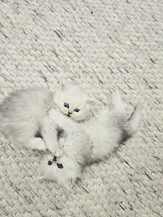 Персийска сребърна чинчила -котенца