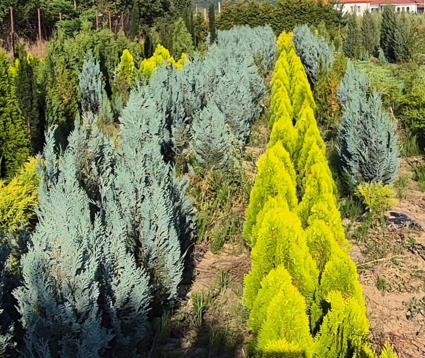 Chiparos columnar albastru Van Pelts