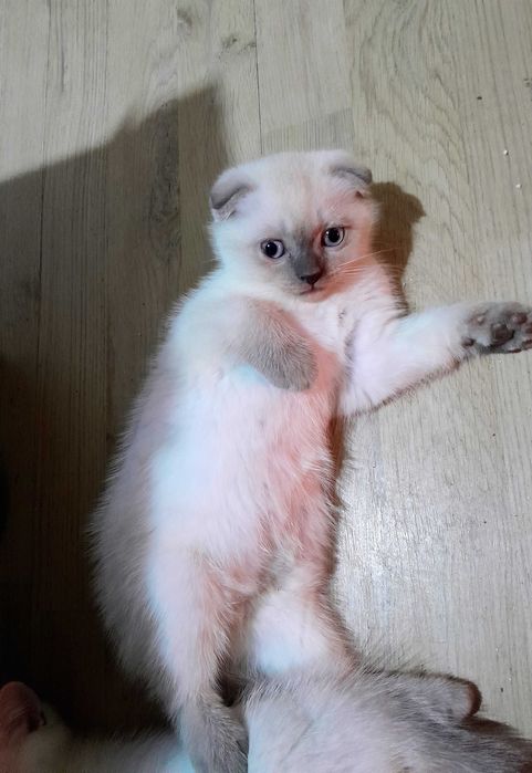 Британска/шотландска сребърна чинчила