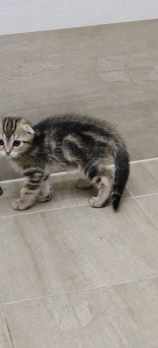 Alley Baggett surati