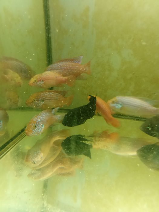 Ciclide Lifalili mature 10-12 cm + acvariu 180 l