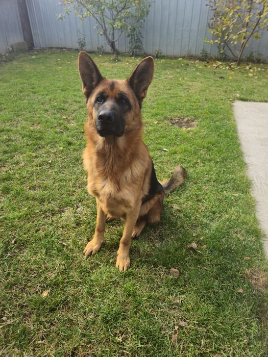 Вязка Немецкая овчарка