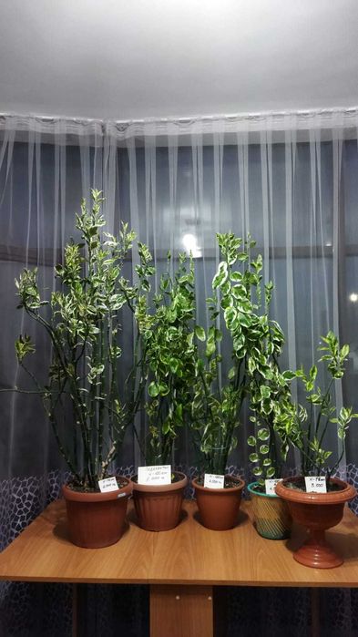 Продам комнатные цветы