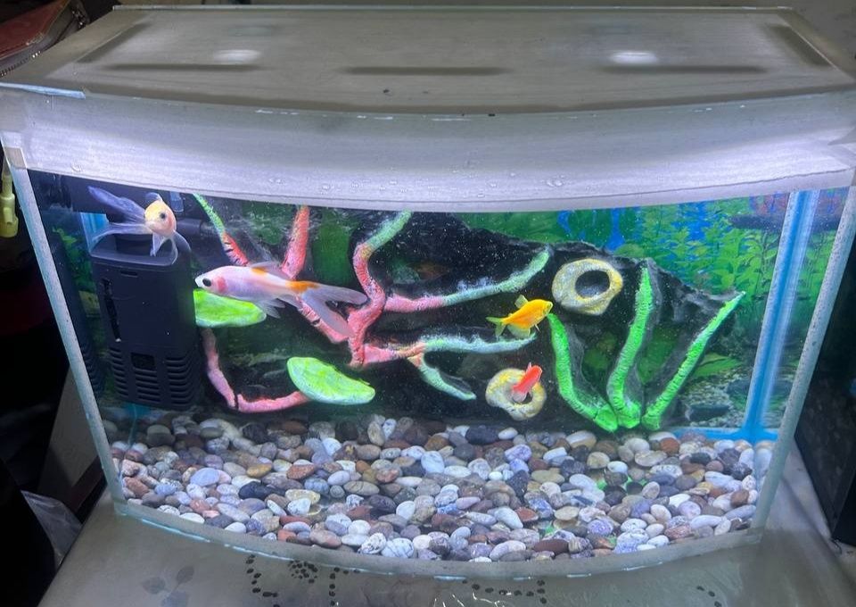 Akvarium ovalniy 30litr komplekt sotiladi