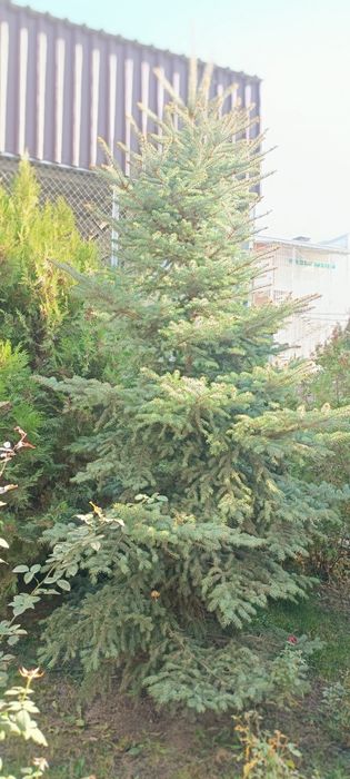 Ель, ёлка . Мкр Шугыла