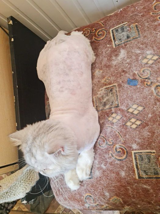 Грумер стрижка  для вашего питомца.