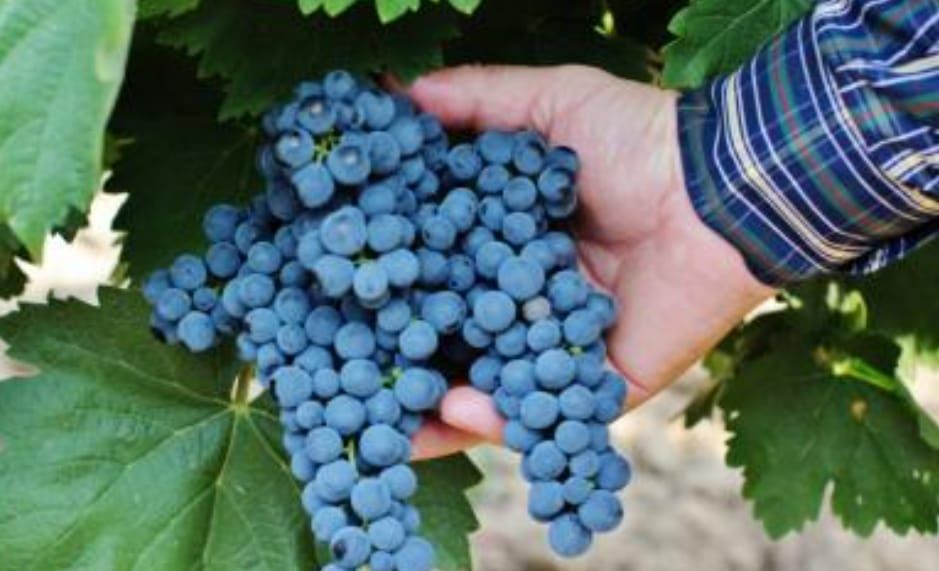 Vând structuri de vin