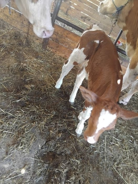 Vând vițea de 1 săptămână viteaua e frumoasa de ținut