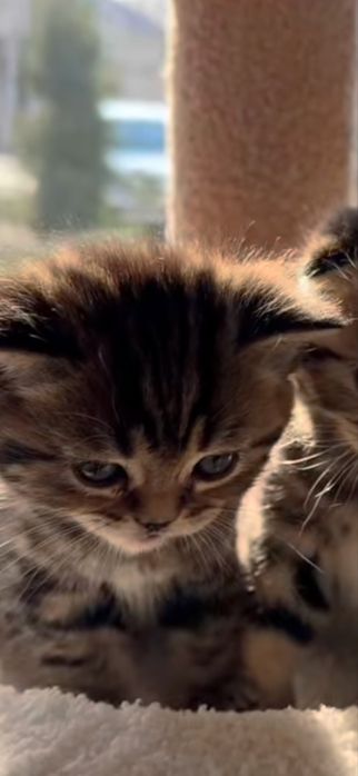 Котенок породистый