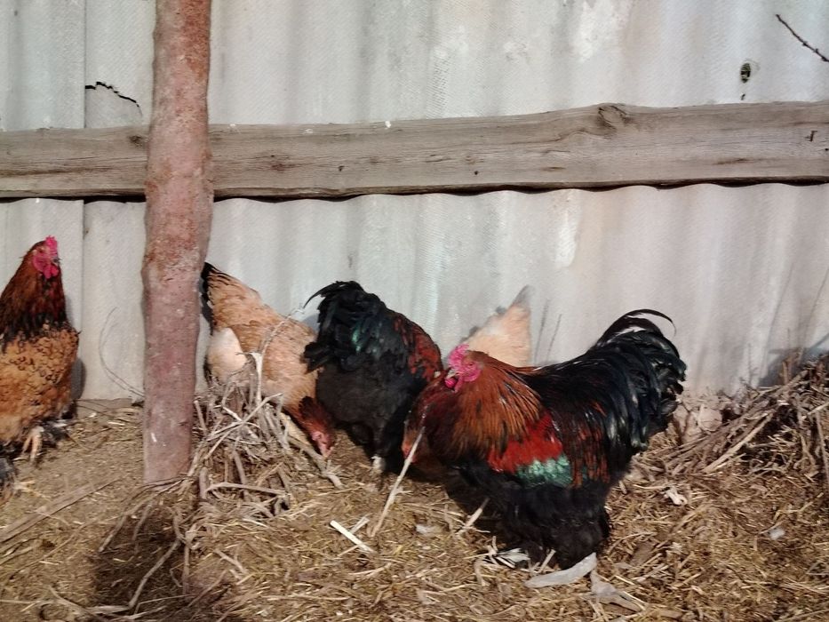 Петухи брама.(Цена договарная)