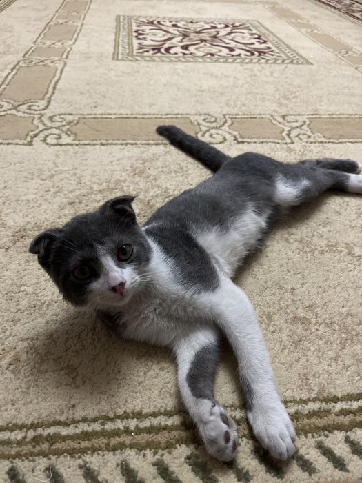 Кошка домашний шатланский