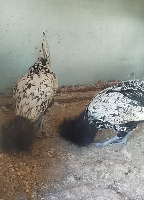 Падуан курочки серебро