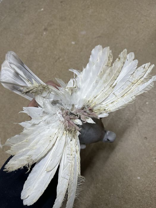 Продам Голуби разных пародь