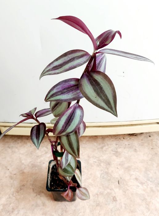 Домашние растения разные