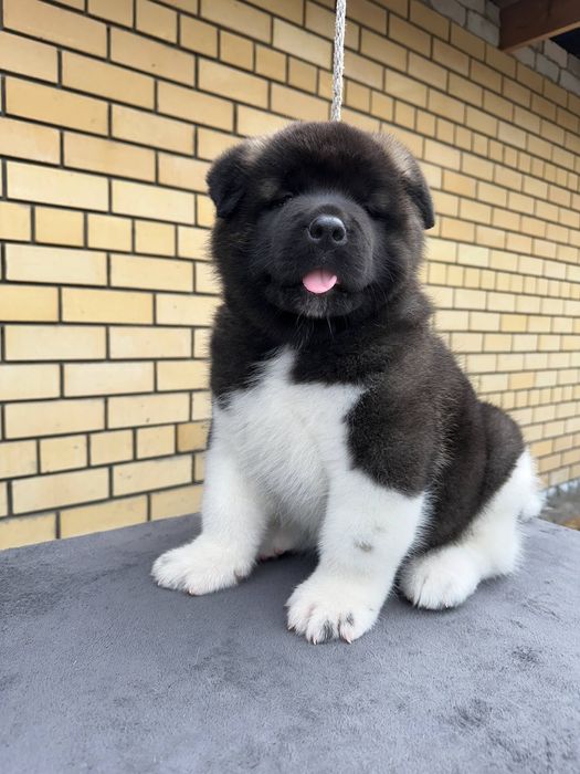 Американская акита