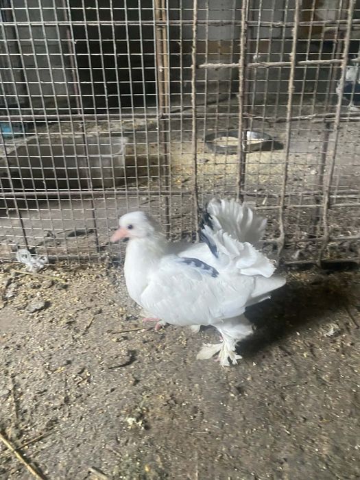 Vând porumbei curcani de ornament