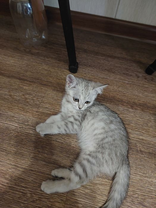 Отдам котят в добрые руки