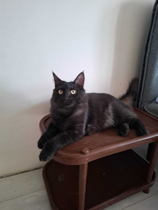 Отдам в добрые руки кота