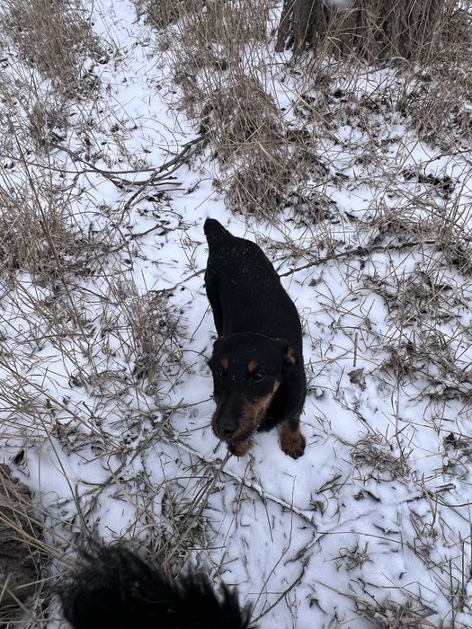 Продам ягдтерьера 5 месяцев