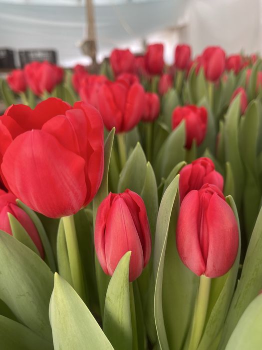 Тюльпаны Уральск