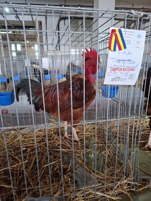 Ouă de găini Gât Golaș de Transilvania