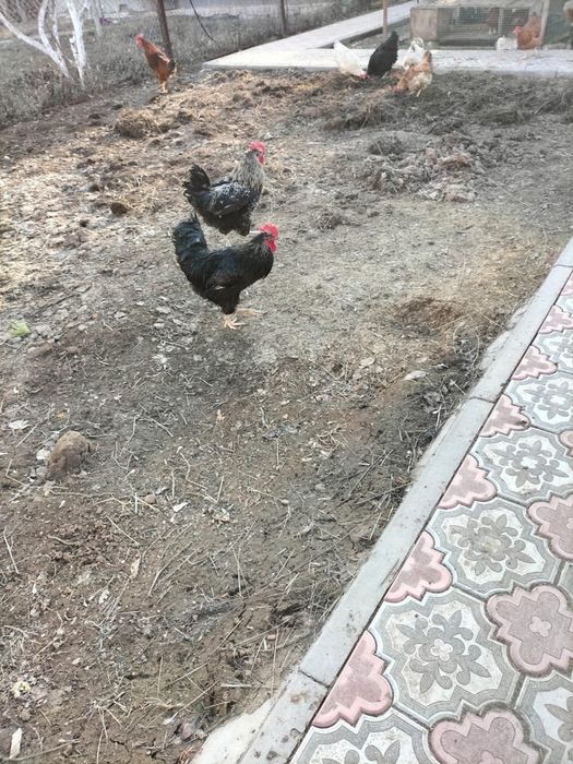 Қораздар петухи