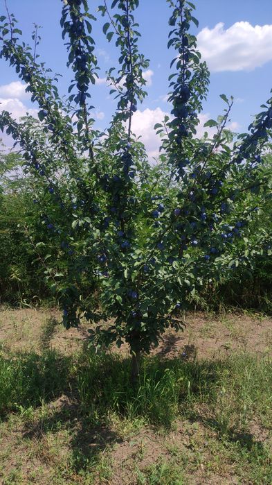 Prune de vanzare