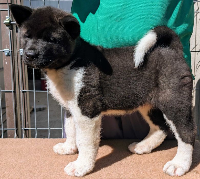 FEMELĂ Akita American - cu sânge din canise renumite la nivel mondial