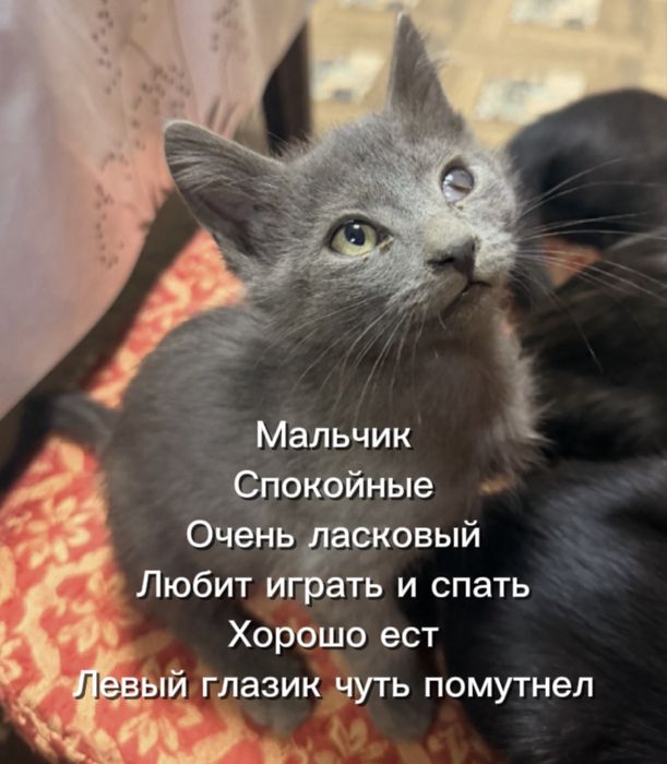 Котята 3 месячные