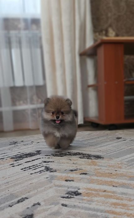 Шпицы щеночки девочки и мальчики