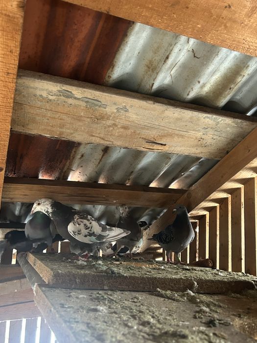 Vand porumbei voiajori