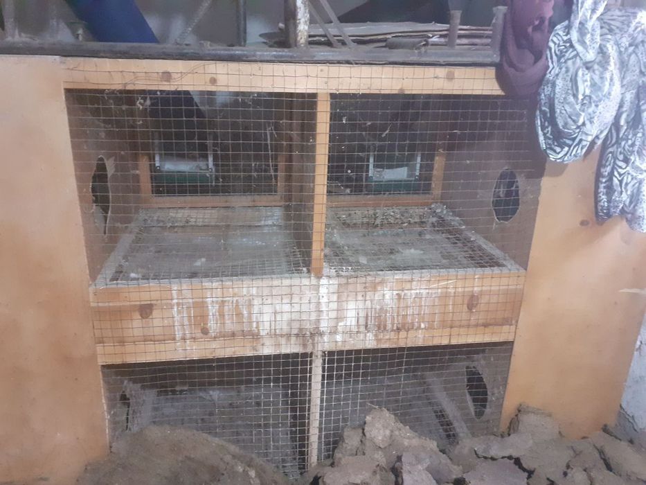 Quyon  uchun katak sotiladi