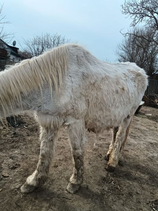 Продам лошадь. Бие