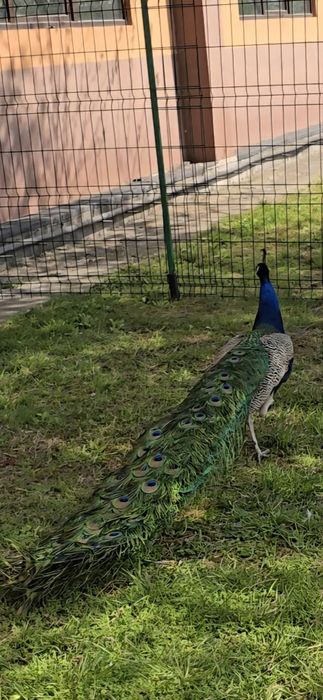 VÂND PĂUNI , în pereche