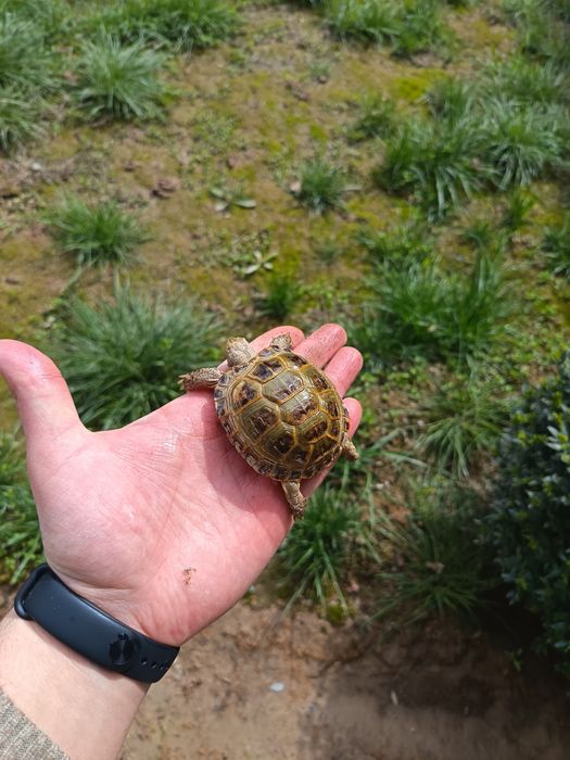 Toshbaqalar hamma razmeri bor Черепашки разные размер