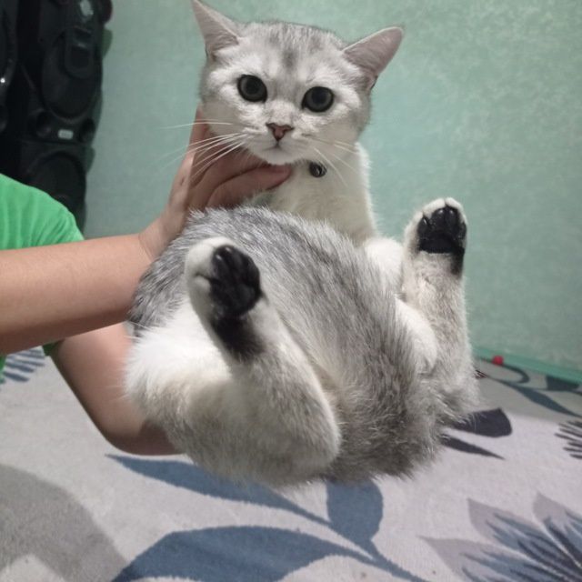 Вязка серебристой шиншилла приглашаем девочку на свою территорию