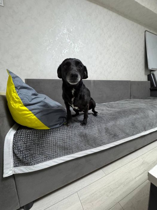 Ищу хозяина для собакиэ