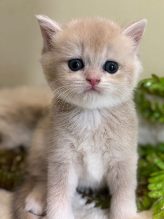 Продается британский ay12