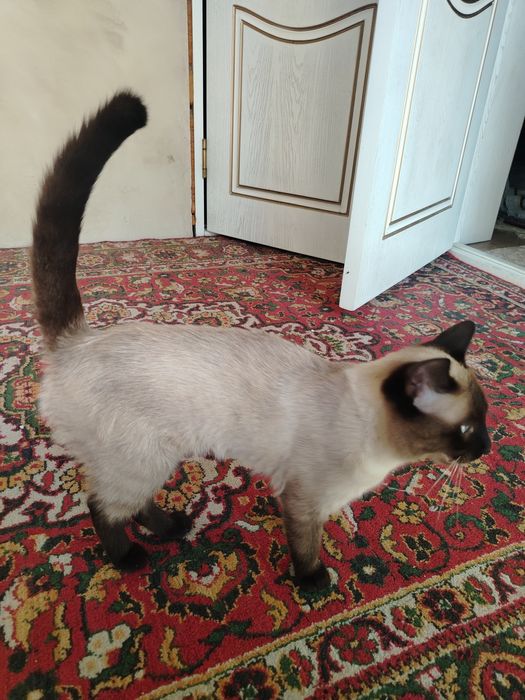 Кот скиямский продаётся