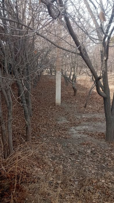 Joy sotiladi 16 sutik