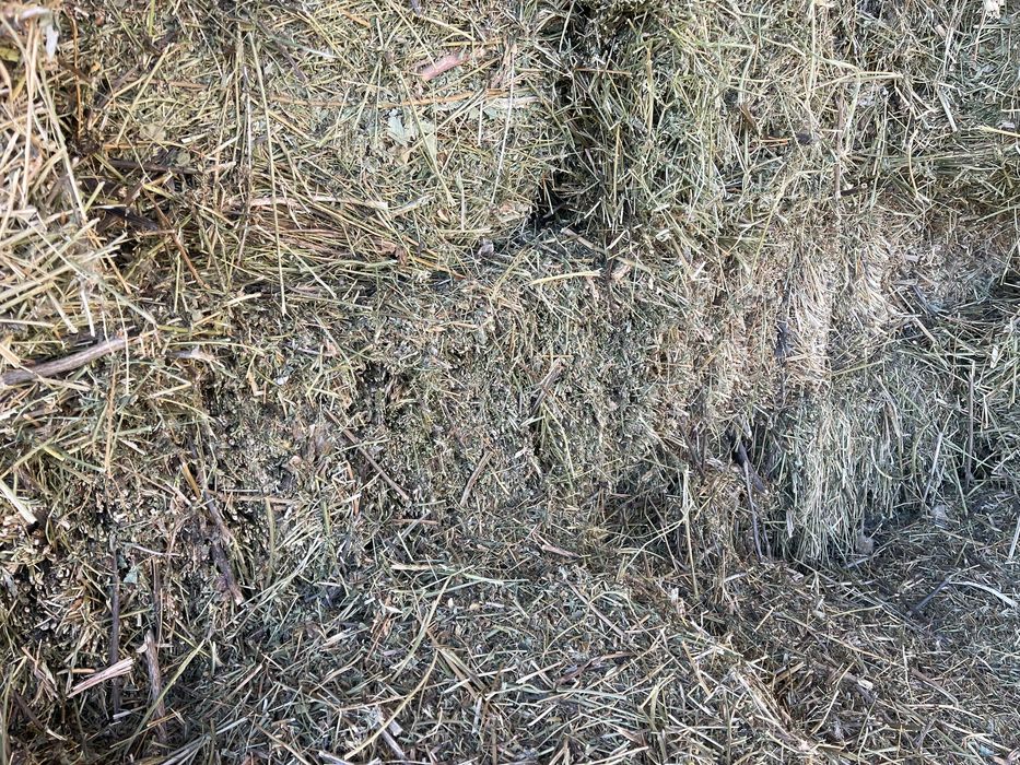 Продам сено люцерна в тюках