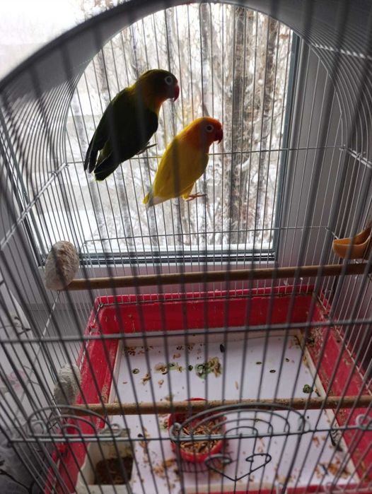 Попугаи -неразлучники