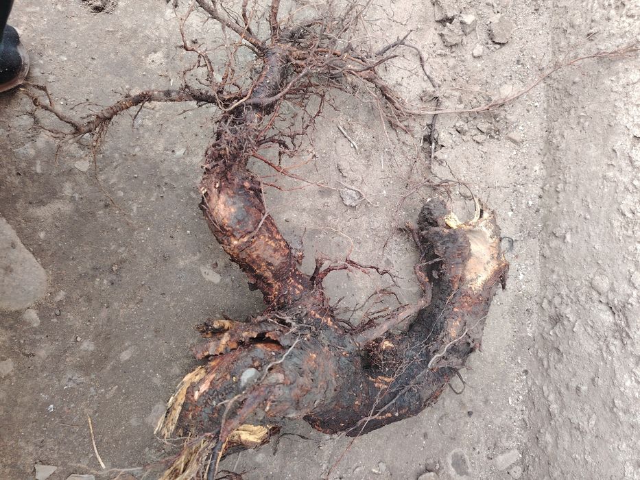 Продам коряги для аквариума продам звоните