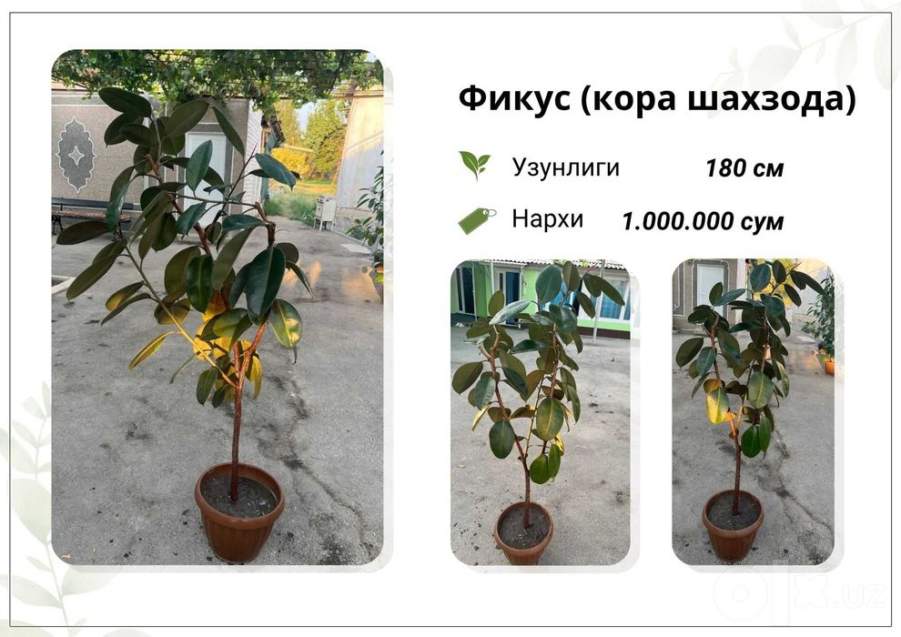 Фикус, Кора Шахзода, хар хил