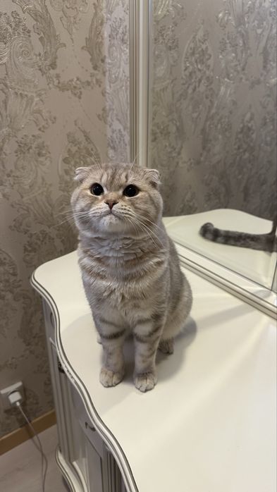 Вязка шотландский кот