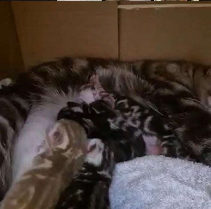 Котята шотландские