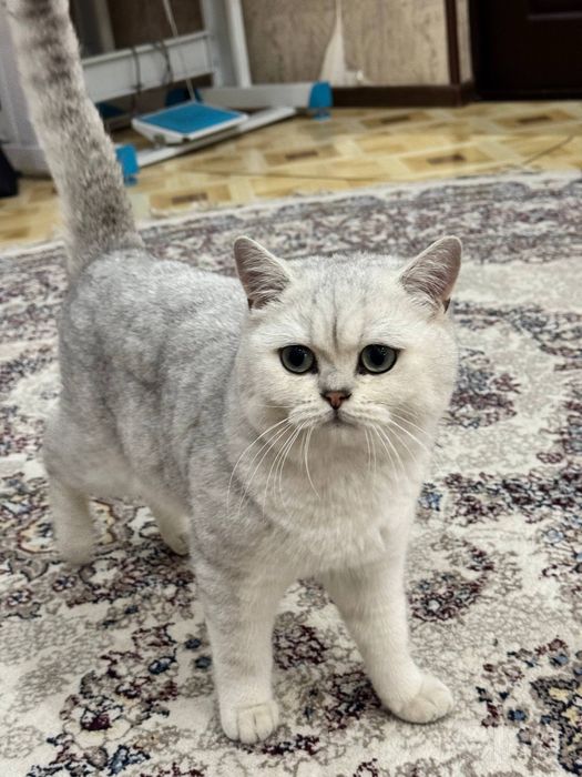 ВЯЗКА ! СЕРЕБРИСТАЯ ШИНШИЛЛА КОТ! сильный, опытный, крупный кот